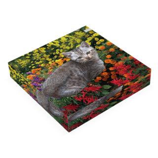 hneko1.png